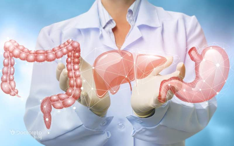 دستگاه گوارش انسان – از لقمه تا سلول